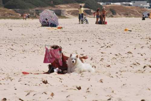 Hund am Strand 